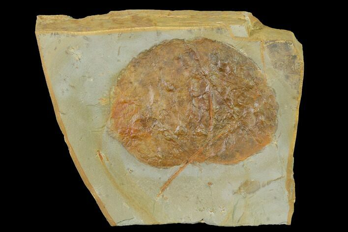 Fossil Leaf (Zizyphoides) - Montana #143772